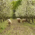 Da Quinta Lavoura Da Bouça - Fruta Bio