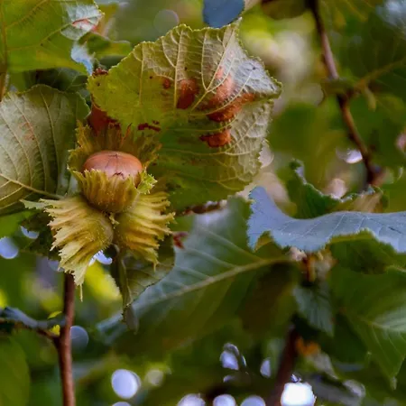 Da Quinta Lavoura Da Bouça - Fruta Bio Celorico De Basto