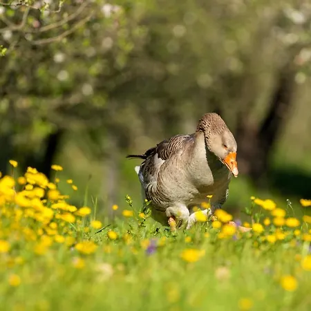 Casa di campagna Da Quinta Lavoura Da Bouça - Fruta Bio *
