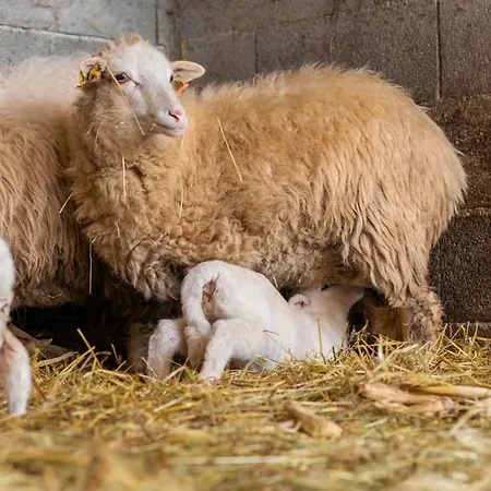Летний дом Chale Da Quinta 