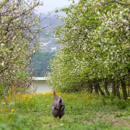 Casa de Campo Da Quinta Lavoura Da Bouça - Fruta Bio Celorico De Basto