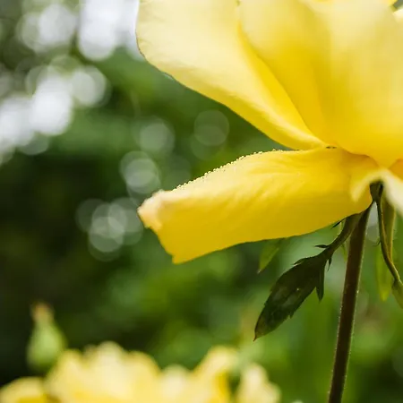 Летний дом Chale Da Quinta 