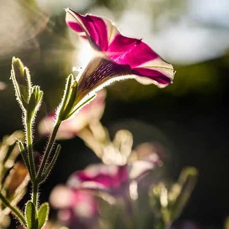 Hétvégi ház Chale Da Quinta 