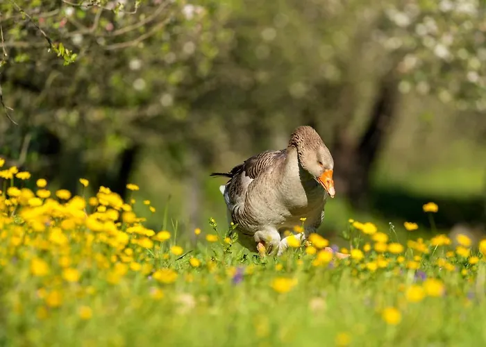 Εξοχικό σπίτι Chale Da Quinta 
