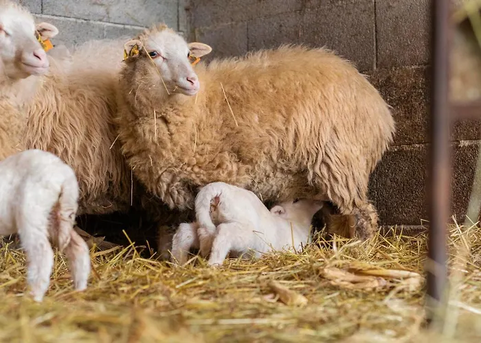 Εξοχικό σπίτι Chale Da Quinta 