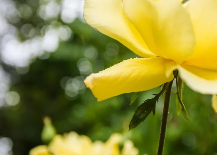 Εξοχικό σπίτι Chale Da Quinta 