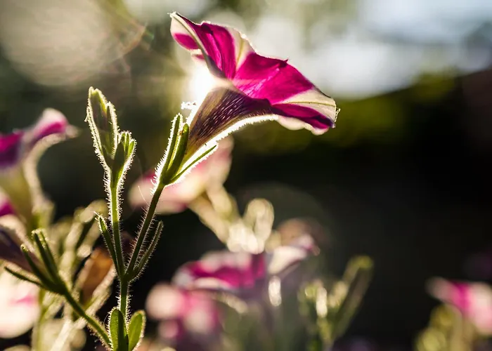 Gospodarstwo wiejskie Chale Da Quinta 